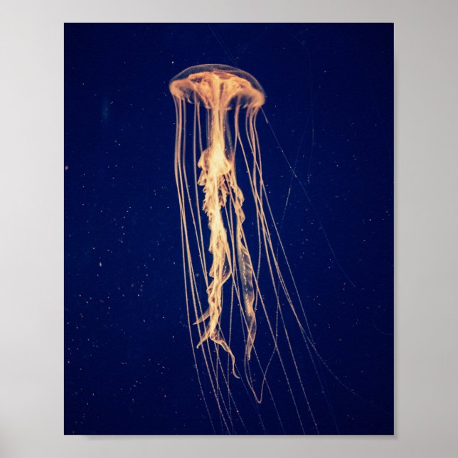 Jellyfish in Vibrant Färg | POSTER (Framsidan)
