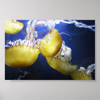 Jellyfish Just Behålla Swimming Poster