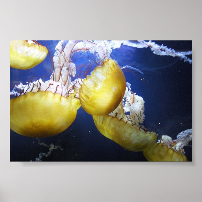Jellyfish Just Behålla Swimming Poster (Framsidan)