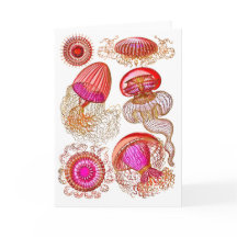 Jellyfish Leptomedusae in Bright Rosa