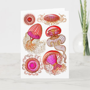 Jellyfish Leptomedusae in Bright Rosa Kort