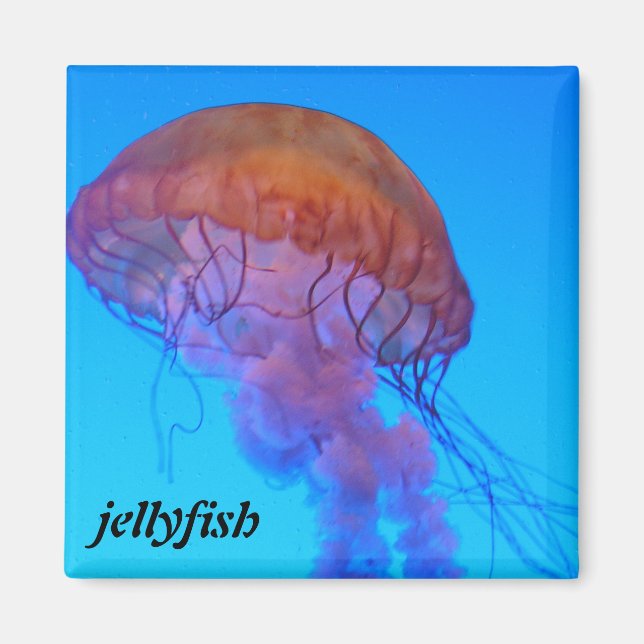 Jellyfish Magnet (Framsidan)