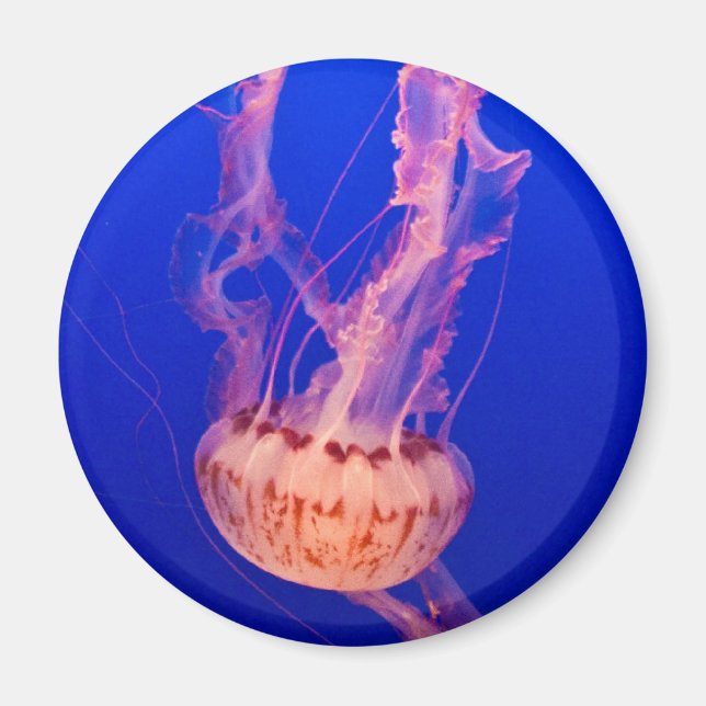 Jellyfish Magnet (Framsidan)
