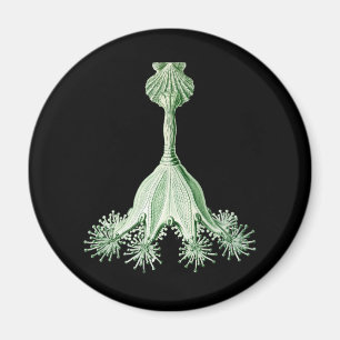 Jellyfish Magnet
