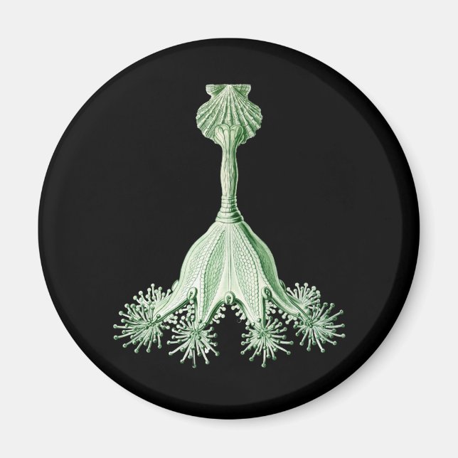 Jellyfish Magnet (Framsidan)