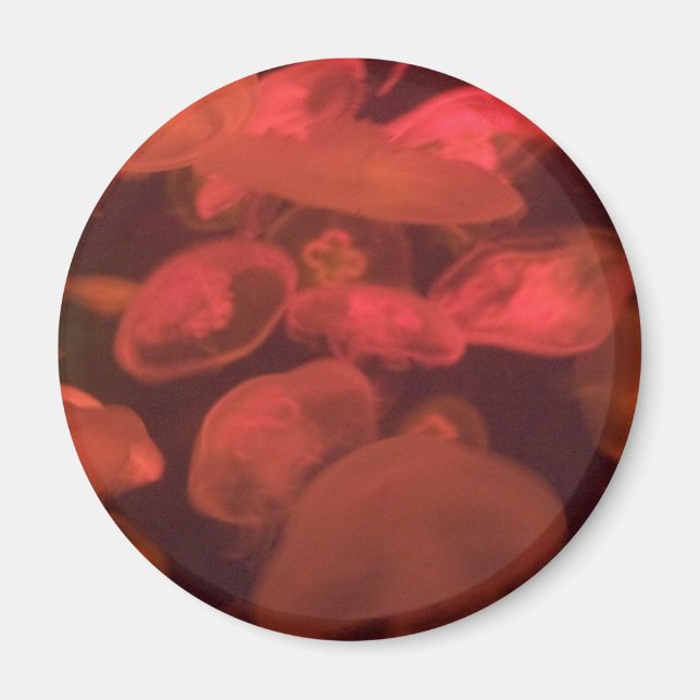 Jellyfish Magnet (Framsidan)