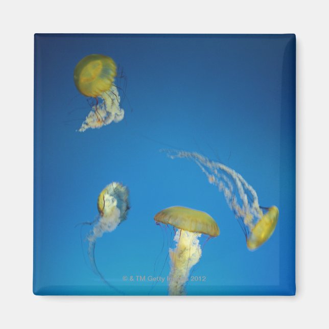 Jellyfish Magnet (Framsidan)