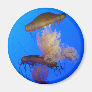 Jellyfish Magnet