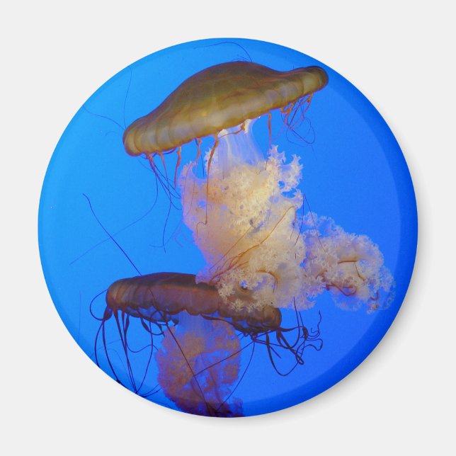 Jellyfish Magnet (Framsidan)