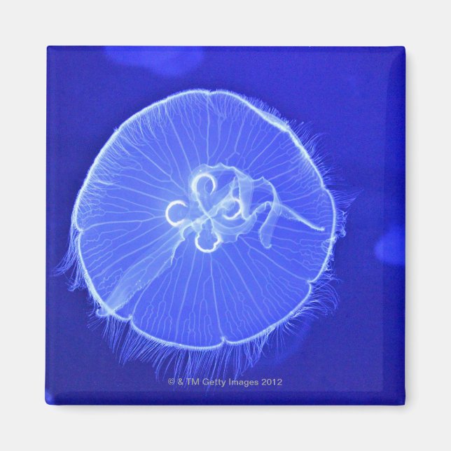 Jellyfish Magnet (Framsidan)