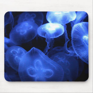 Jellyfish Musmatta