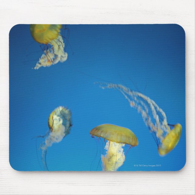 Jellyfish Musmatta (Framsidan)
