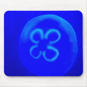 Jellyfish Musmatta