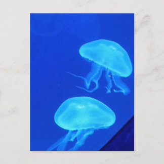 Jellyfish North Carolina Aquarium Vykort