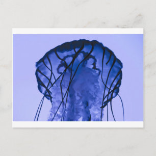 Jellyfish on Blue Vykort