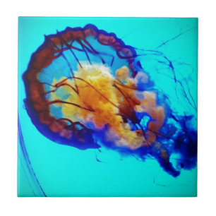 Jellyfish / Pacific Nettle / Pacific Sea Nettle / Kakelplatta