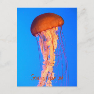 Jellyfish Postcard Vykort