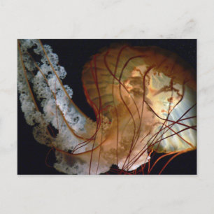 Jellyfish Postcard Vykort