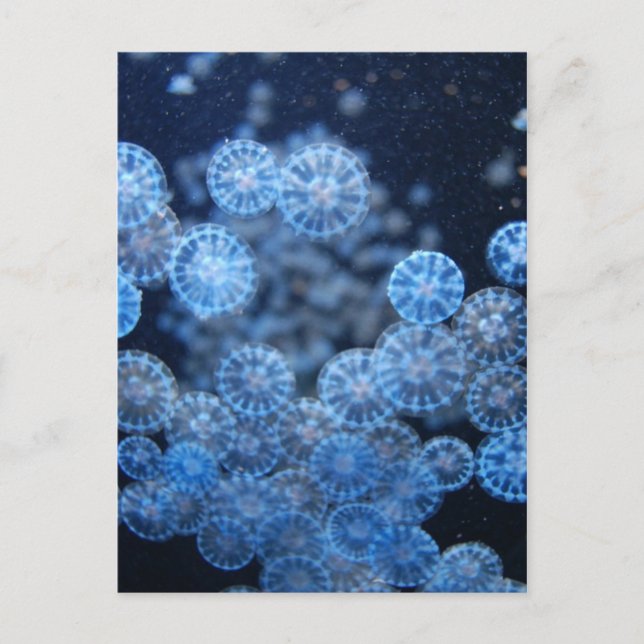 Jellyfish Postcard Vykort (Framsida)