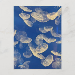 Jellyfish Postcard Vykort