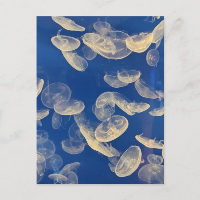 Jellyfish Postcard Vykort (Framsida)