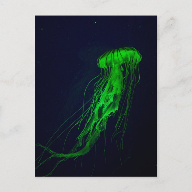 Jellyfish Postcard Vykort (Framsida)