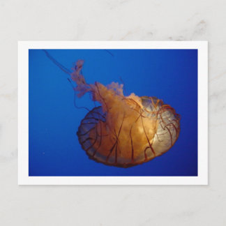 Jellyfish Postcard Vykort