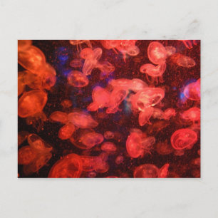 Jellyfish Postcard Vykort