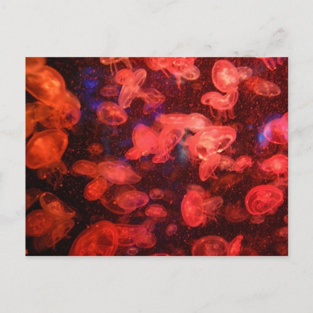 Jellyfish Postcard Vykort (Framsida)