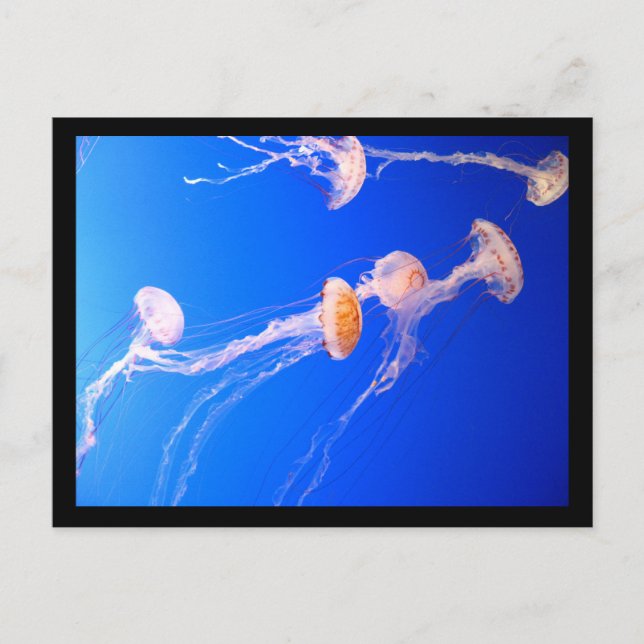 Jellyfish Postcard Vykort (Framsida)