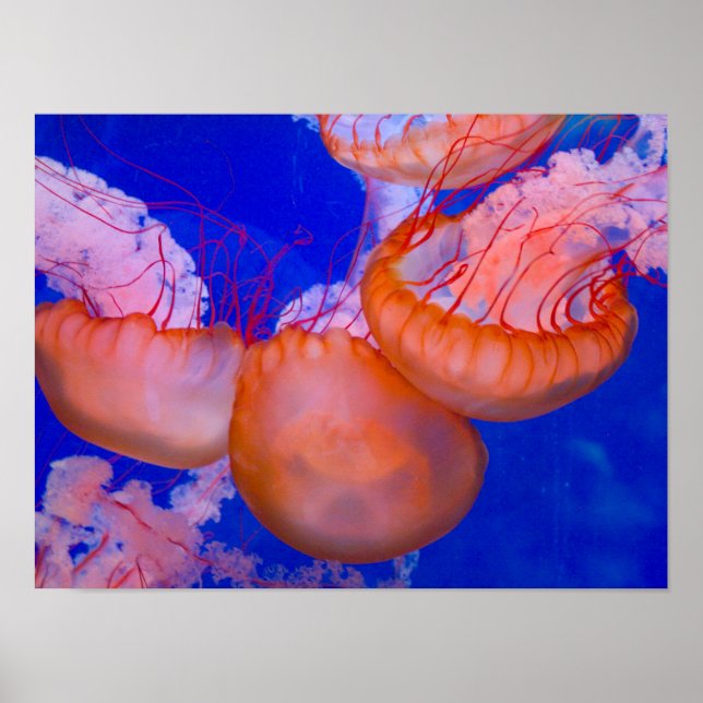 Jellyfish Poster (Framsidan)