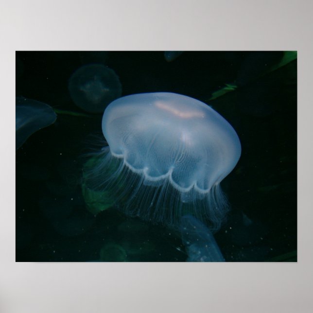 Jellyfish Poster (Framsidan)