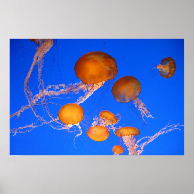 Jellyfish Poster (Framsidan)