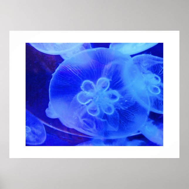 Jellyfish Poster (Framsidan)