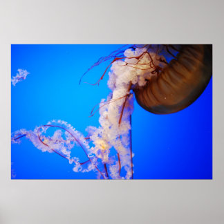 Jellyfish Poster