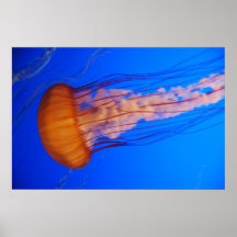 Jellyfish Poster 1