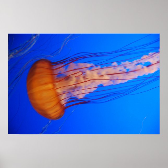 Jellyfish Poster 1 (Framsidan)