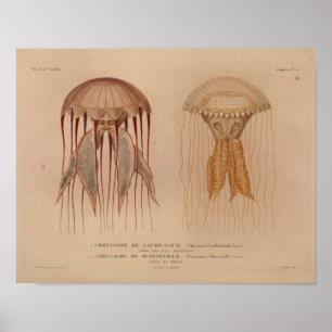 Jellyfish Red Vintage Sea CreatArt Art Skriv ut Poster