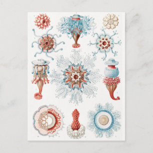 Jellyfish, Siphonophorae Staatsquallen Marine Life Vykort