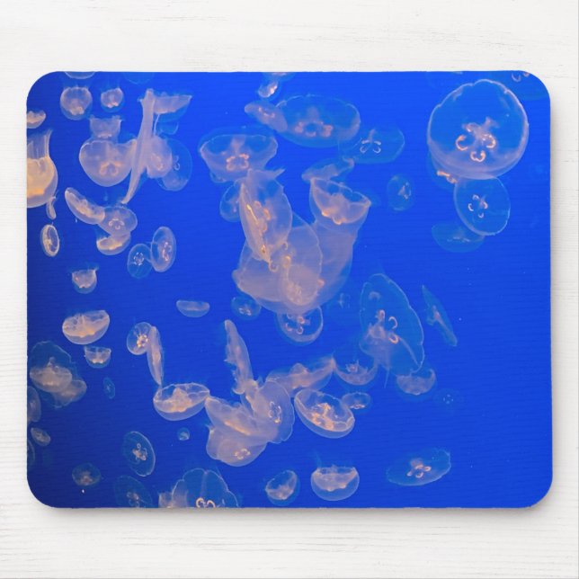 Jellyfish Swimming Photo Ocean Musmatta (Framsidan)
