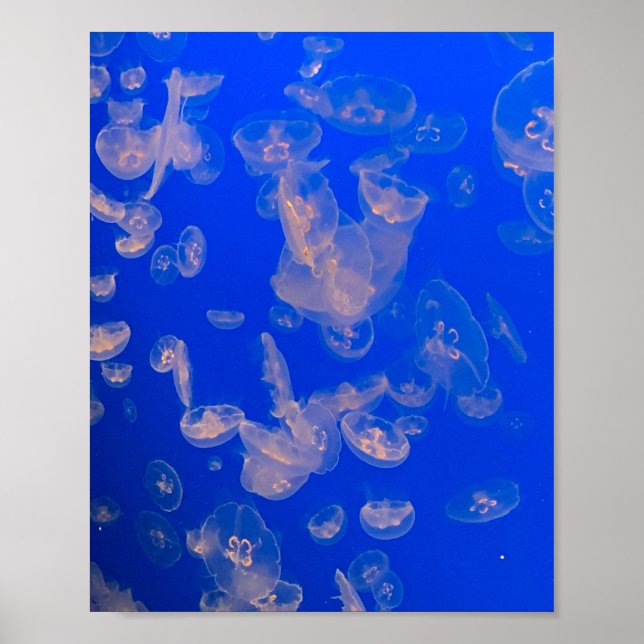 Jellyfish Swimming Photo Ocean Poster (Framsidan)