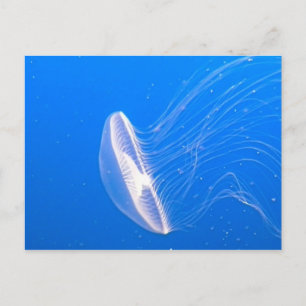 Jellyfish Tentacles Vykort