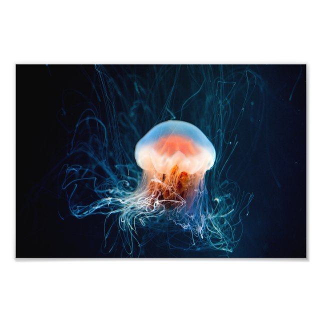 Jellyfish Underwater - Dark Glow Fototryck (Framsidan)