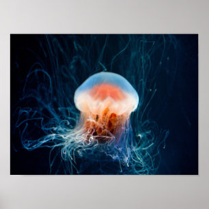 Jellyfish Underwater - Mörk Glow Poster