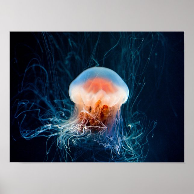 Jellyfish Underwater - Mörk Glow Poster (Framsidan)