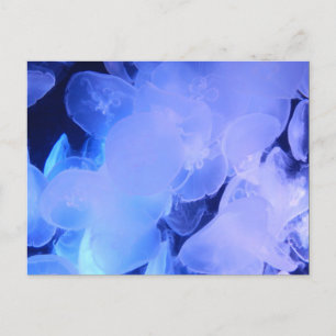 JELLYFISH VYKORT