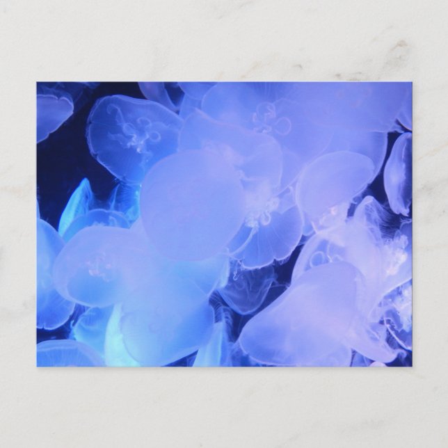 JELLYFISH VYKORT (Framsida)