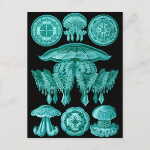 Jellyfish Vykort