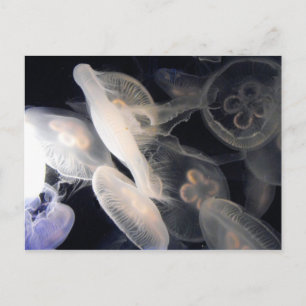 JellyFish Vykort