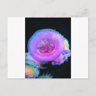 Jellyfish Vykort